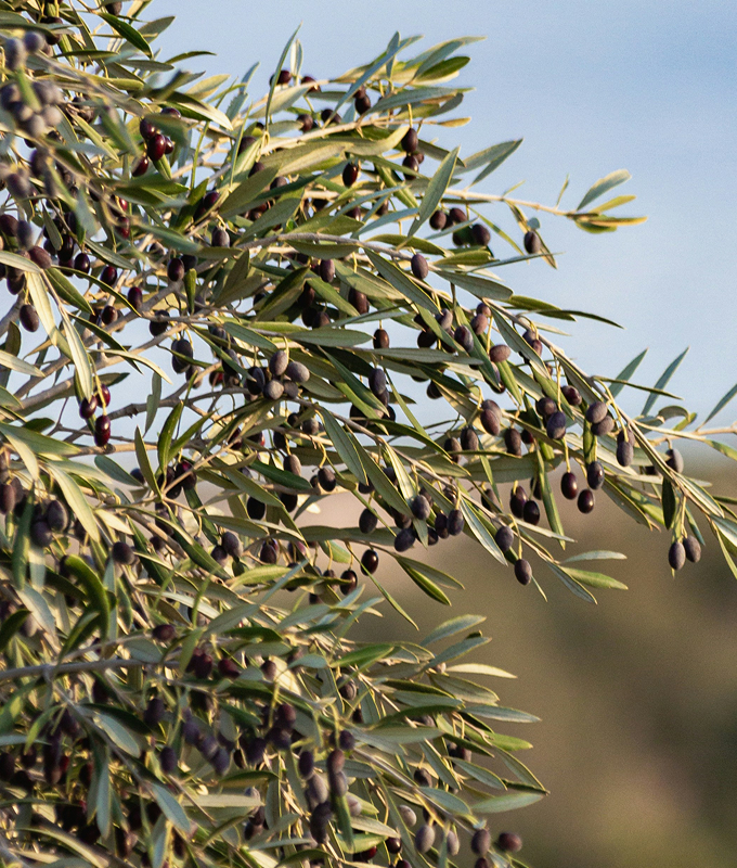 Porträt von Azienda Agricola Schrempp Lydia